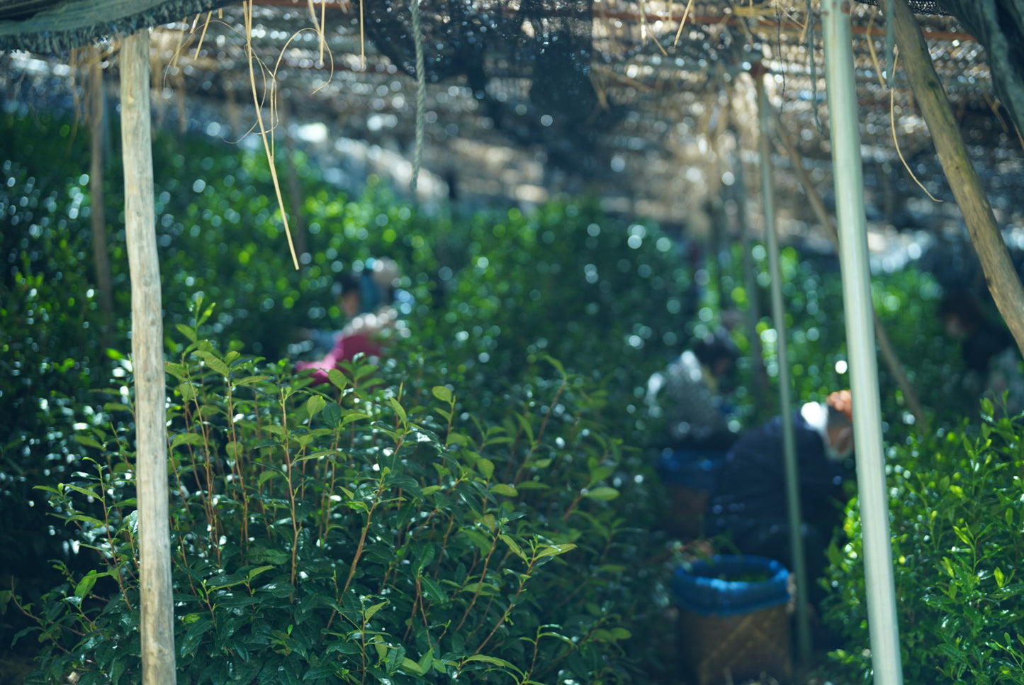 白翠/Hakusui「TSUJIKI Original Blend 」