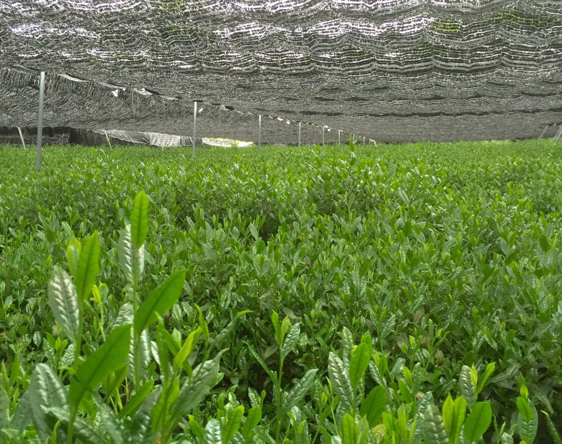 出品さみどり2025 「TSUJIKI Authentic Samidori」