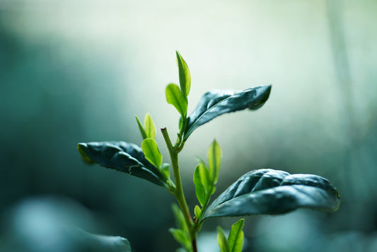 白翠/Hakusui「TSUJIKI Original Blend 」