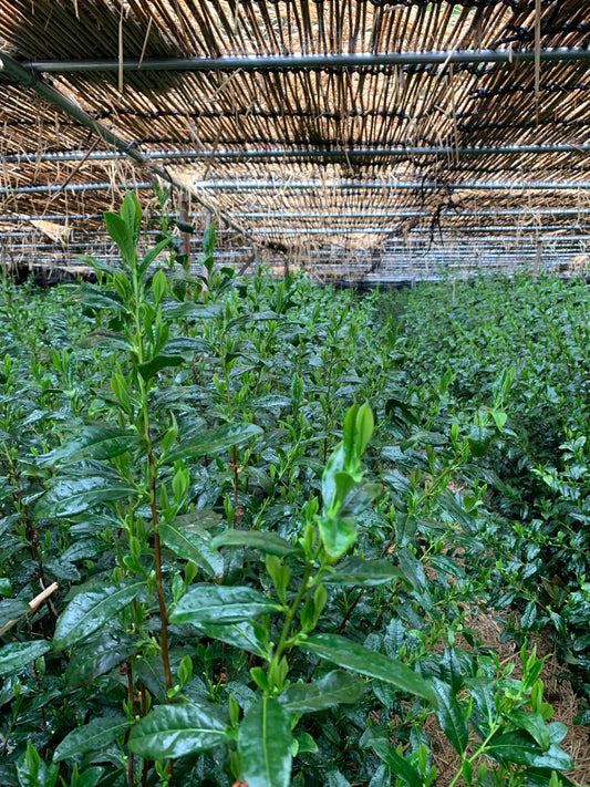 出品うじひかり2025 「TSUJIKI Authentic Ujihikari」