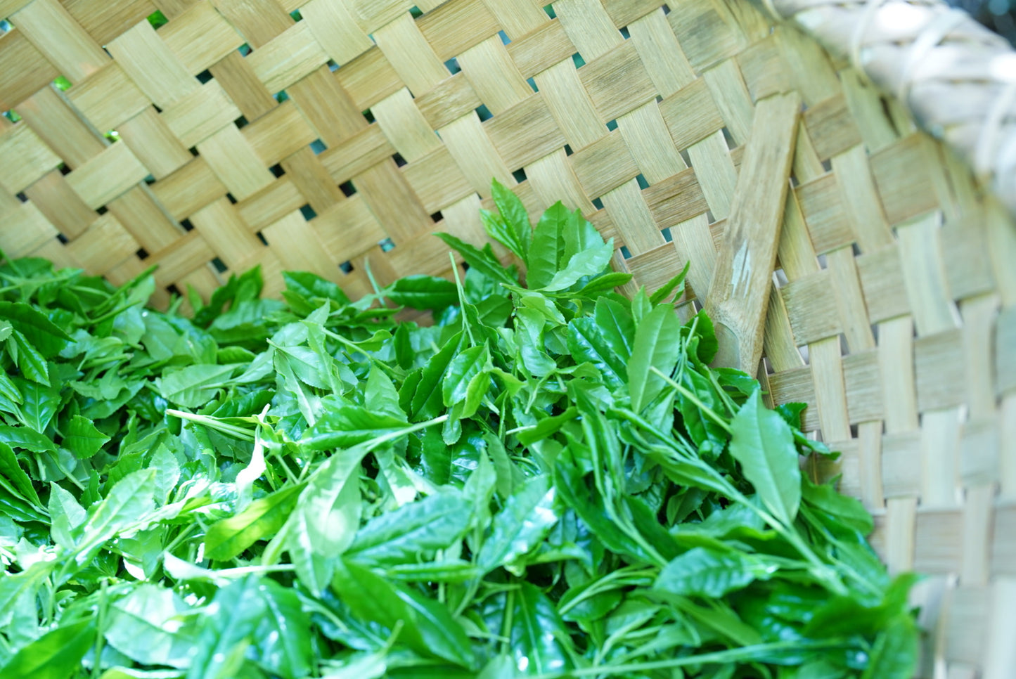 桶川/Okegawa 「TSUJIKI
Reserve Blend 」