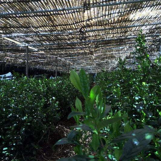 出品あさひ2025 「TSUJIKI Authentic Asahi 」