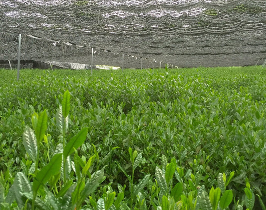 出品さみどり2025 「TSUJIKI Authentic Samidori」