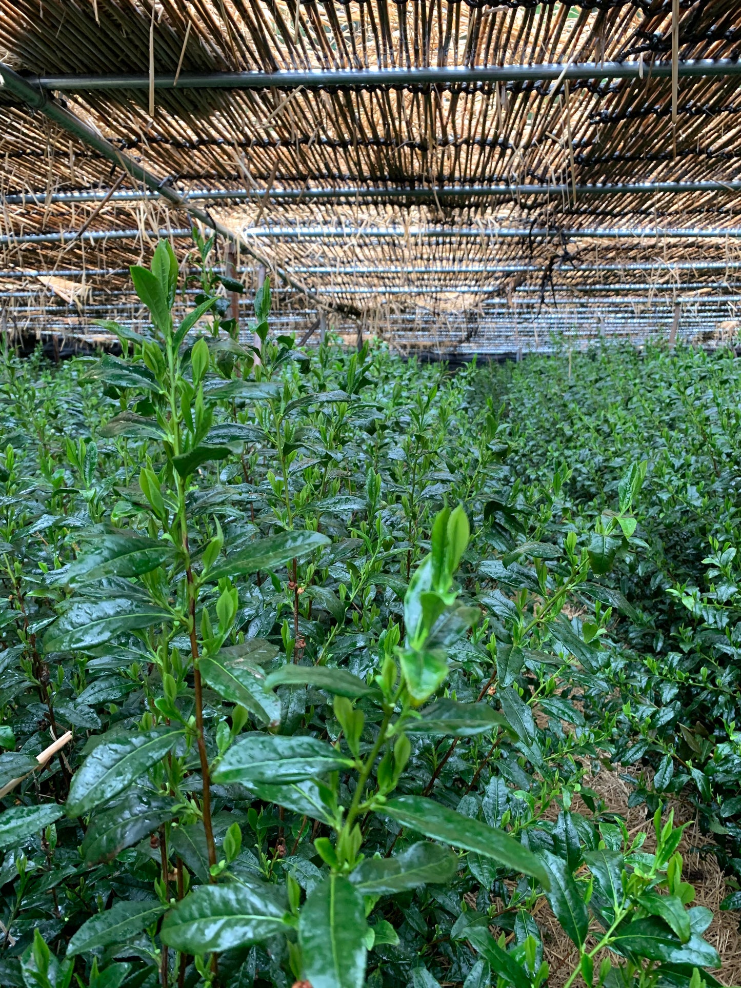 出品うじひかり2025 「TSUJIKI Authentic Ujihikari」